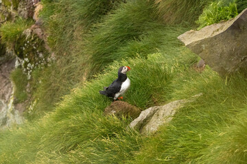 Obraz premium atlantic puffin or common puffin