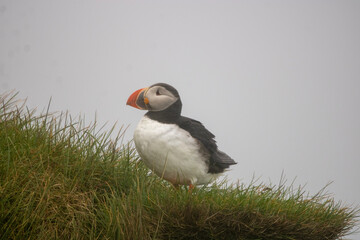 Atlantic Puffin