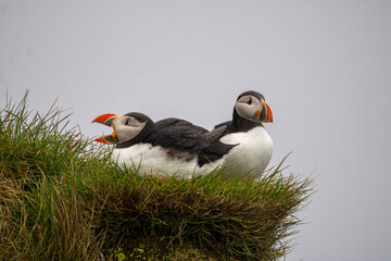 atlantic puffin