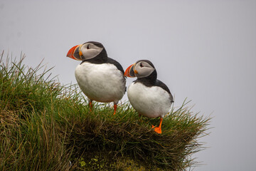 atlantic puffin or common puffin