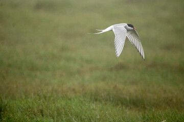Arctic Tern in flight