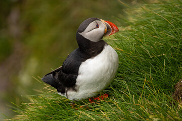 atlantic puffin