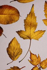 Collection of different golden leaves