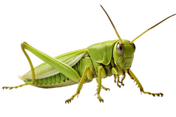 Grasshopper isolated on a transparent background. Generative Ai