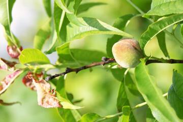Fruits of peaches on the branches of a fruit tree in the garden.
