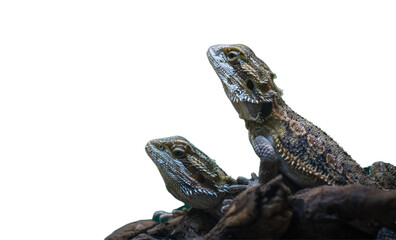 iguana Lizard Png