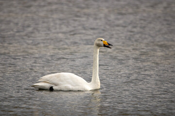 Fototapeta premium mute swan cygnus olor