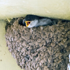 House Martin Chicks calling for food from the nest.