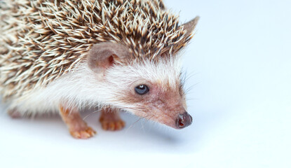 Home hedgehog eats. Breeding rare, thoroughbred animals at home.