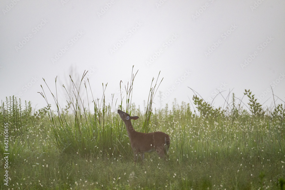 Poster White-tailed deer doe in fog