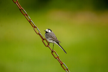 Motacilla alba, White Wagtail on a chain in Iceland