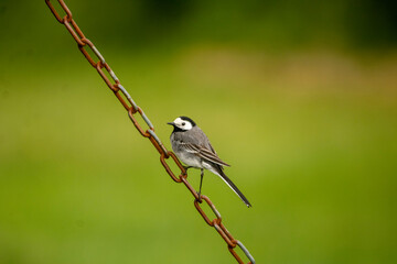 Motacilla alba, White Wagtail on a chain in Iceland