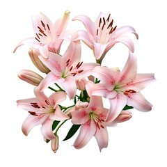 Flower that is pink transparent background