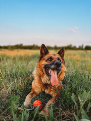 German shepherd dog lying in the field