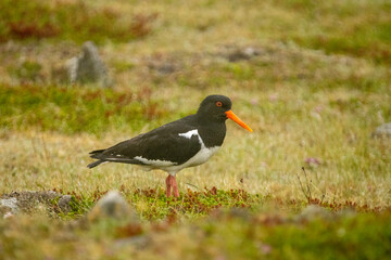 Haematopus ostralegus, Oystercatcher in Iceland