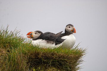 atlantic puffin