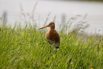 Limosa limosa, Black-tailed Godwit in Icleand