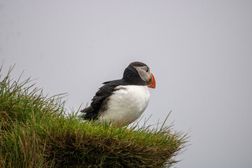 atlantic puffin or common puffin