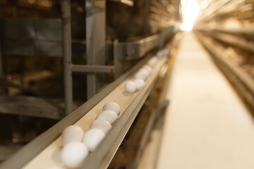egg factory plant agriculture poultry chicken farm