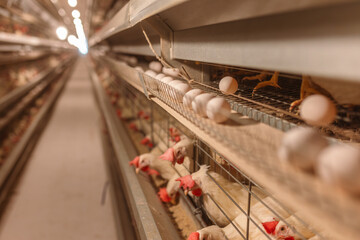 egg factory plant agriculture poultry chicken farm