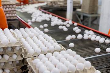 egg factory plant agriculture poultry chicken farm