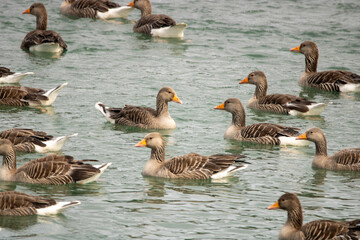 Grey goose flock on the water
