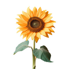 Sunflower isolated on a transparent background