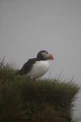 Atlantic Puffin on a cliff