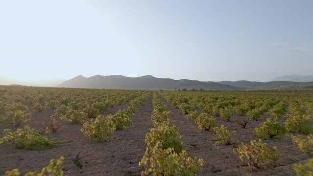 Vineyards from above, footage of vineyards in Alicante, Comunidad de Valencia - stock video
