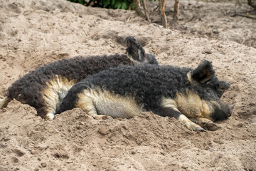 Wollschweine auf dem Bauernhof