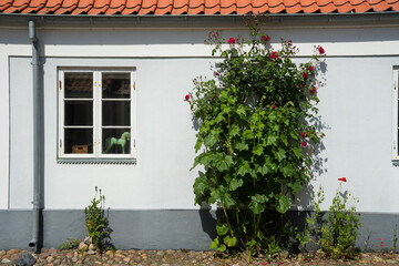 Fototapeta na wymiar Typisch dänisches Haus mit Rosen