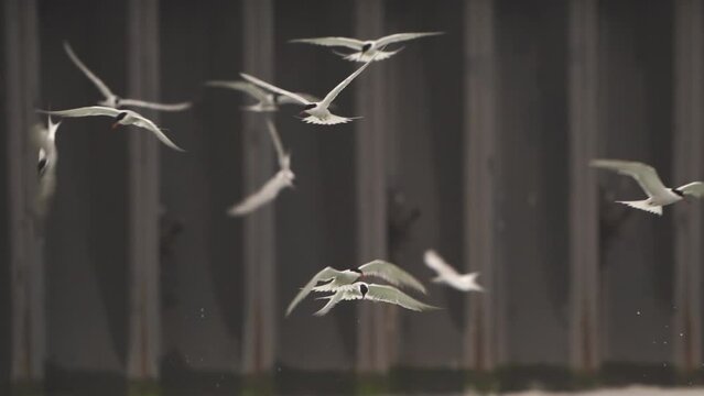 A flock of common terns (Sterna hirundo) swarming flies above the water - slow motion