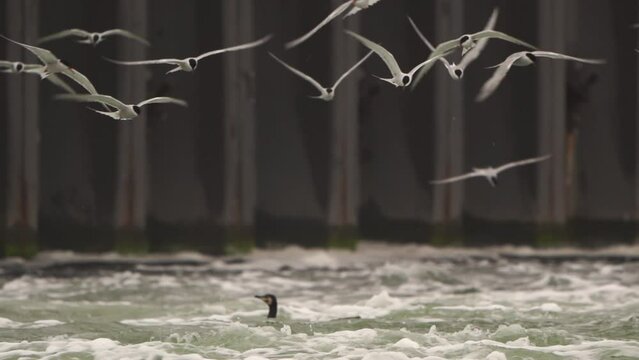 A flock of common terns (Sterna hirundo) diving dive into swirling water - slow motion