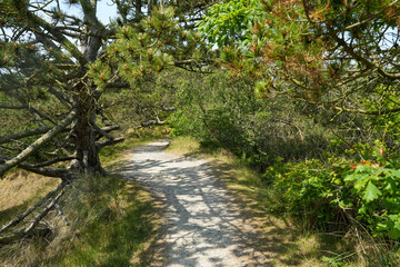 Wanderweg im Wald an der Westk&uuml;ste von D&auml;nemark bei Vejers