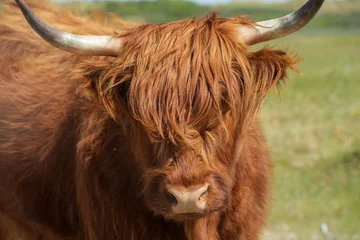 Cercles muraux Buffle Schottische Highland Rinder auf einer grünen Weide im Sommer