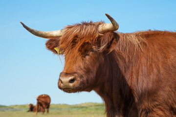 Schottische Highland Rinder auf einer grünen Weide im Sommer