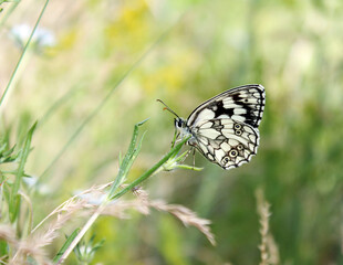 butterfly on grass