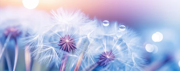 Fotobehang Beautiful dew drops on dandelion plant, blue violet color background. © Michal