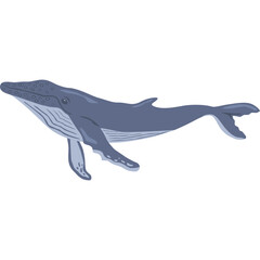 Humpback Whale Illustration 