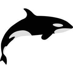 Orca Or Killer Whale Illustration 