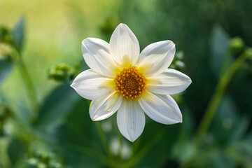 White Dahlia