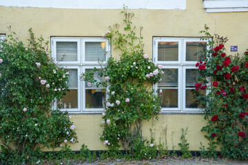 Fototapeta na wymiar Rosen an den Häusern in Fredericia in Dänemark