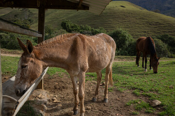 Animal Jumento, Equus asinus  - obrazy, fototapety, plakaty