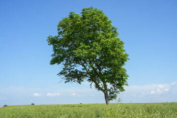 Fototapeta premium Ein einsamer Baum auf einem grünen Getreidefeld