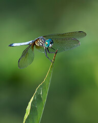 blue dragonfly on a green leaf