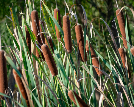 cattail reeds