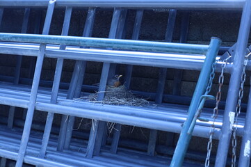 Robin nest