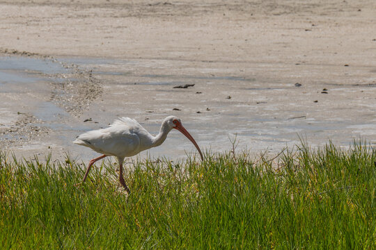 American white ibis Tigertail Beach Marco Island Florida