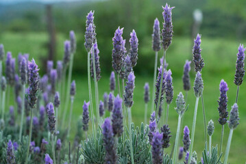 Obraz premium lavender field region