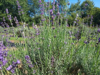 field of lavender
